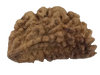 1 Mukhi Kaju ( Chandra ) Shape Rudraksha 32.82 mm ( Lab Certified )