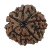 Natural 7 Mukhi Rudraksha Real Nepal 19.96 mm With Lab Certificate