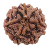 Natural 7 Mukhi Rudraksha Real Nepal 17.38 mm With Lab Certificate