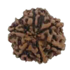 Natural 7 Mukhi Rudraksha Real Nepal 19.96 mm With Lab Certificate