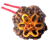 4 Mukhi Natural Nepal Rudraksha with Brass Clips and Thread 20.43 mm ( Lab Certified )