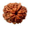 Natural GANESH Real Nepal Rudraksha Five Mukhi 15.64 mm ( Lab Certified )