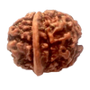 Natural GANESH Real Nepal Rudraksha Five Mukhi 15.64 mm ( Lab Certified )