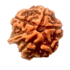 Natural GANESH Real Nepal Rudraksha Five Mukhi 15.43 mm ( Lab Certified )