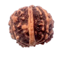 Natural GANESH Real Nepal Rudraksha Five Mukhi 15.43 mm ( Lab Certified )