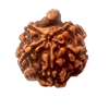 Natural GANESH Real Nepal Rudraksha Five Mukhi 15.43 mm ( Lab Certified )