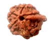 Natural GANESH Real Nepal Rudraksha Five Mukhi 15.19 mm ( Lab Certified )