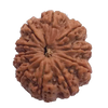 10 Mukhi Natural Nepal Rudraksha  25.41 mm ( Lab Certified )