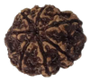 Natural 7 Mukhi Rudraksha Real Nepal 21.54 mm With Lab Certificate