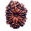 13 Mukhi Natural Nepal Rudraksha - 23.63 mm Size ( With Lab Certificate )