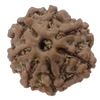 Natural 7 Mukhi Rudraksha Real Nepal 18.51 mm With Lab Certificate