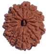 11 Mukhi Natural Rudraksha 24.09 mm ( Lab Certified )