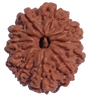 11 Mukhi Natural Rudraksha 24.09 mm ( Lab Certified )