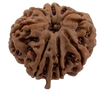 8 Mukhi GANESHA Natural Nepal Rudraksha  23.59 mm ( Lab Certified )