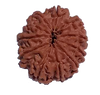 11 Mukhi Natural Rudraksha 24.09 mm ( Lab Certified )