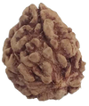 3 Mukhi Natural Rudraksha India Origin 21.68 mm ( Lab Certified )