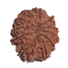 11 Mukhi Natural Rudraksha 25.90 mm ( Lab Certified )