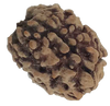 3 Mukhi Natural Rudraksha India Origin 23.15 mm ( Lab Certified )