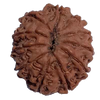 11 Mukhi Natural Rudraksha 23.66 mm ( Lab Certified )