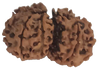 9 Mukhi Natural Nepal Gauri Shankar Rudraksha 29.79 mm ( Lab Certified )