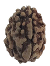 3 Mukhi Natural Rudraksha India Origin 24.22 mm ( Lab Certified )