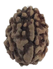 3 Mukhi Natural Rudraksha India Origin 24.22 mm ( Lab Certified )