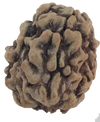 3 Mukhi Natural Rudraksha India Origin 23.20 mm ( Lab Certified )