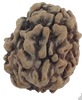 3 Mukhi Natural Rudraksha India Origin 23.20 mm ( Lab Certified )