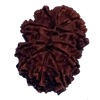 11 Mukhi Natural Rudraksha 29.00 mm ( Lab Certified )