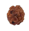 2 Mukhi RARE Natural Nepal Rudraksha 15.54 mm With Lab Certificate