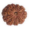 10 Mukhi Natural Nepal Rudraksha  25.41 mm ( Lab Certified )