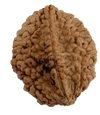 2 Mukhi Natural Rudraksha India Origin 27.16 mm ( Lab Certified )