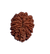 11 Mukhi Natural Rudraksha 25.16 mm ( Lab Certified )