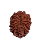 11 Mukhi Natural Rudraksha 25.16 mm ( Lab Certified )