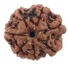 Natural 7 Mukhi Rudraksha Real Nepal 17.38 mm With Lab Certificate