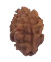 2 Mukhi RARE Natural Nepal Rudraksha 15.54 mm With Lab Certificate