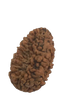 2 Mukhi Natural Rudraksha India Origin 29.92 mm ( Lab Certified )